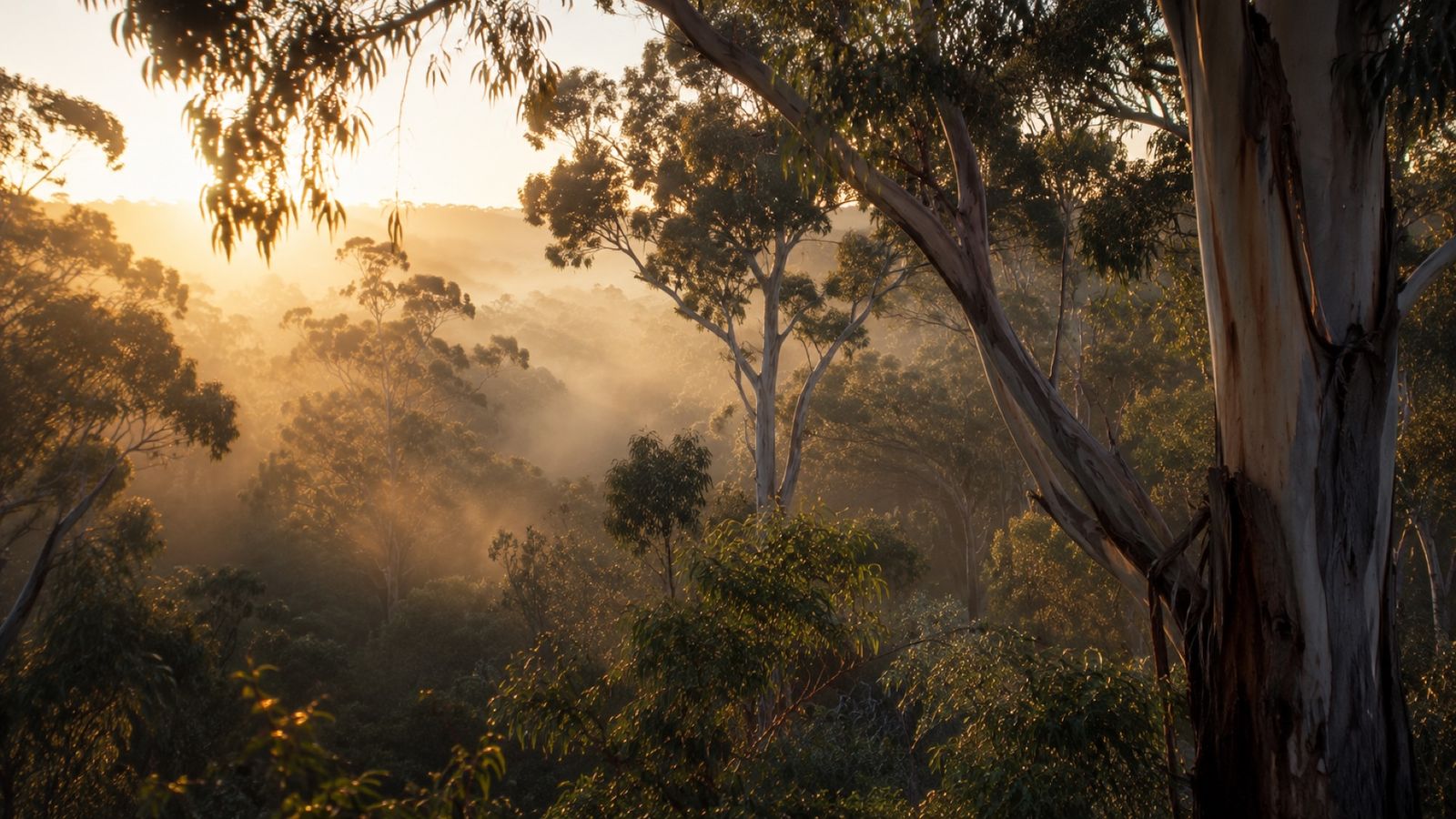 Australian bushland — Andrew's Collision's environmental commitment